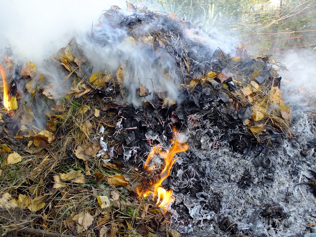 Zadymienie powodowane przez liście spalane w ognisku - grafika artykułu