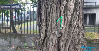 Zdjęcie przedstawia drzewo. Na jego pniu zieloną farbą wymalowano numer 1. W tle widać płot oraz tablicę z nazwą ulicy Sebastiana Klonowica.