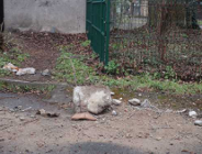 Bez litości dla śmieciarzy!