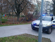 Dziki w mieście