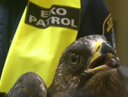 Eko Patrol - zwierzęta górą