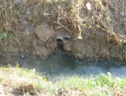 Hydrozagadka