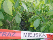 Kratki na Karpia