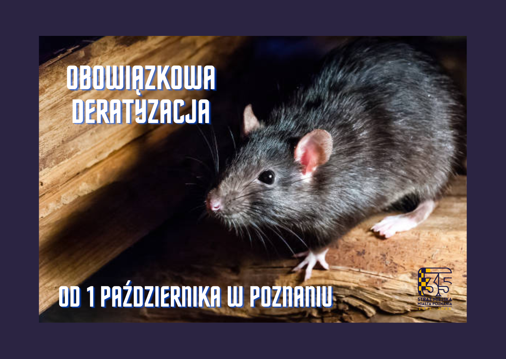 na obrazku - szczur i informacja, że od 1 października w Poznaniu odbywa się obowiązkowa deratyzacja