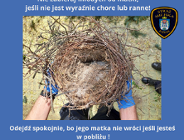 Nie zabieraj młodych od mamy