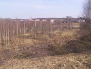 Nielegalna wycinka drzew.