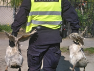 Nietypowe interwencje Eko Patrolu