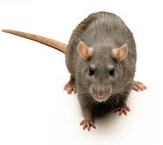 Szczur wędrowny - grafika artykułu