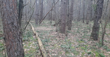 Ul. Huby Moraskie - na terenie lasu zastano pozostałości po koczowisku bezdomnych. Teren posprzątano