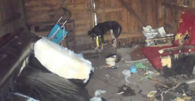 Pies bez opieki w altanie na terenie ogrodów działkowych