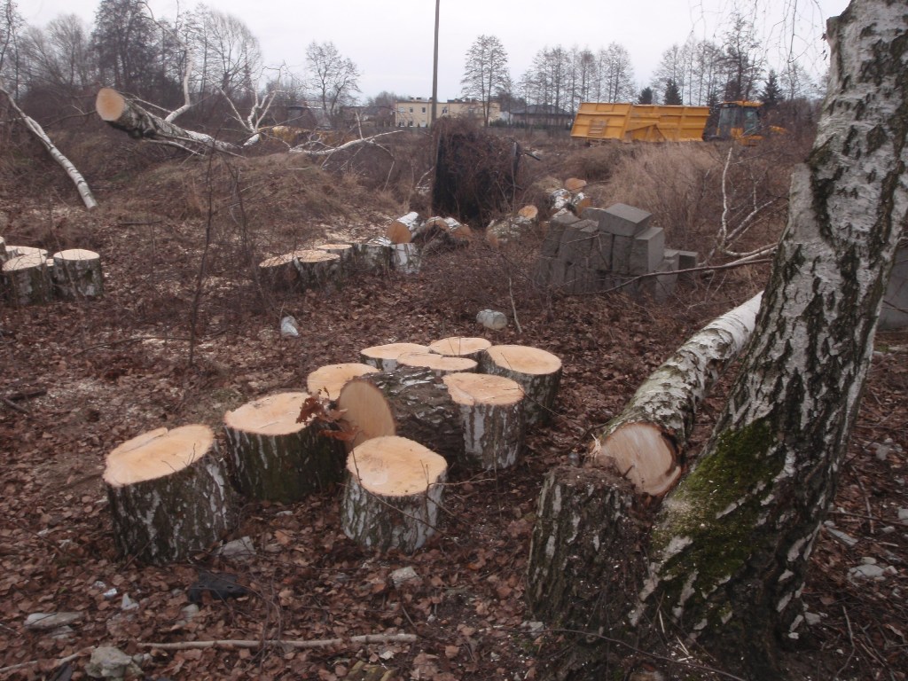 Wycinka dzew przy ul. Rzepeckiej - grafika artykułu