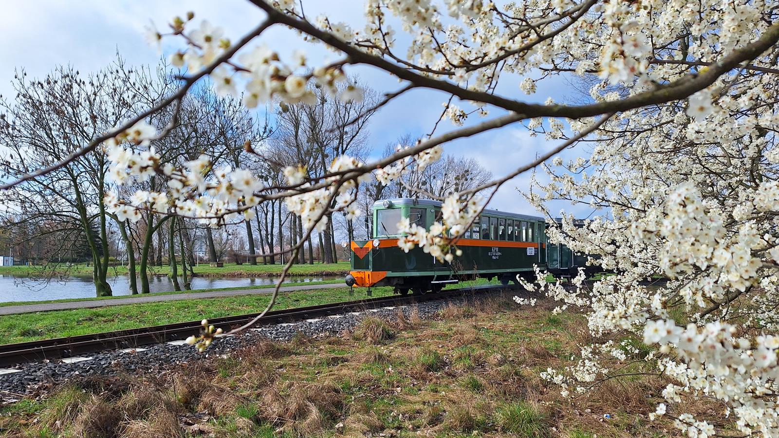 Na zdjęciu widoczne gałęzie z białymi kwiatami w tle wagon nazywany ryjkiem - grafika artykułu