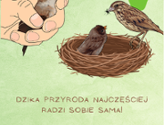 Okres lęgowy ptaków i ochrona dzikiej przyrody