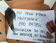 Podsumowanie pierwszego półrocza - czystość i ochrona środowiska