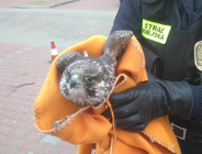 Ptasie interwencje