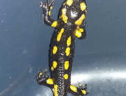 Salamandra na terenie MTP