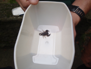 Skorpion na Wildzie